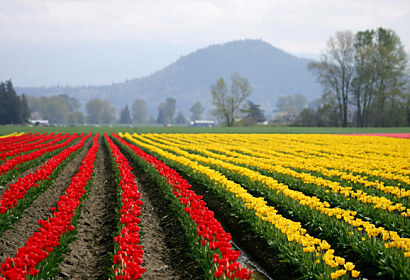 Tapeta Tulipánové pole 29151